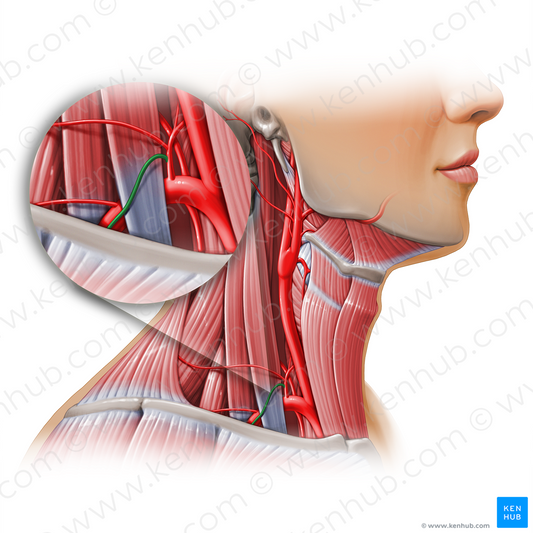 Suprascapular artery (#11146)