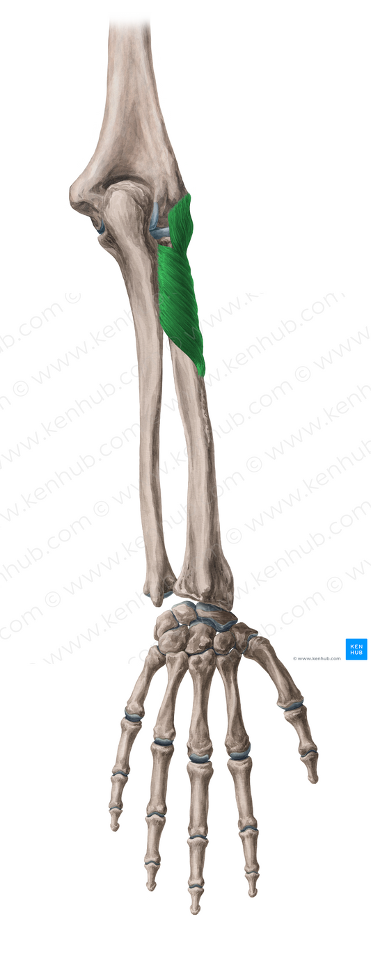 Supinator muscle (#6053)