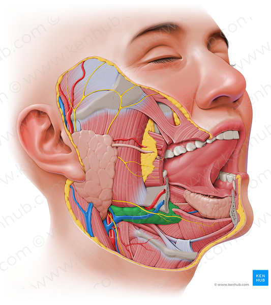 Submandibular gland (#4113)