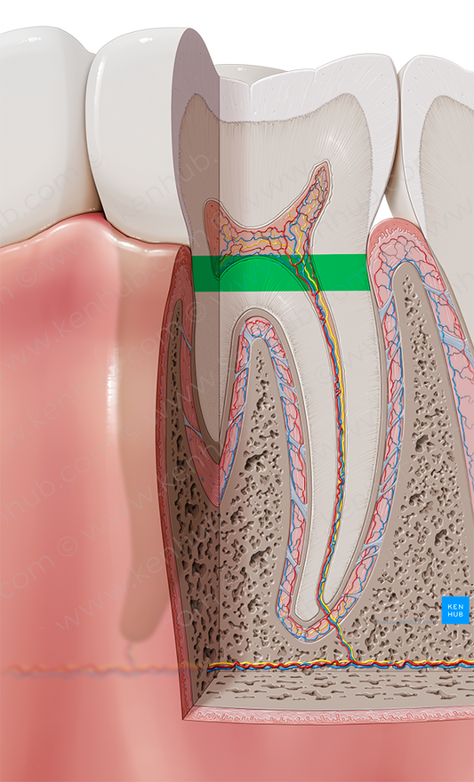 Neck of tooth (#2575)