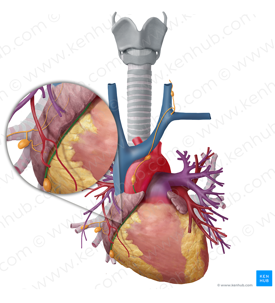 Right coronary lymphatic trunk (#9613)