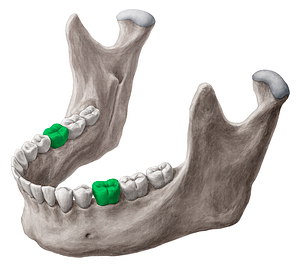 1st molar tooth (#3213)