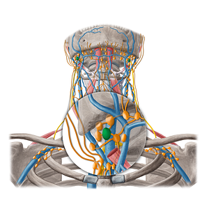 Jugulodigastric lymph node (#20246)