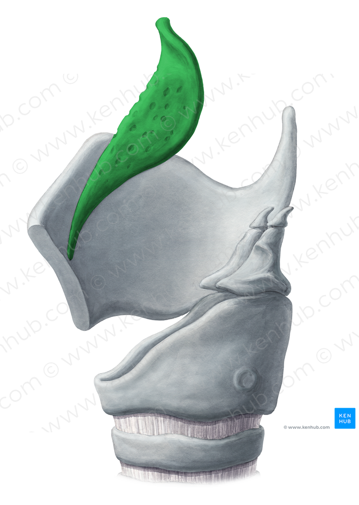 Epiglottic cartilage (#2497)