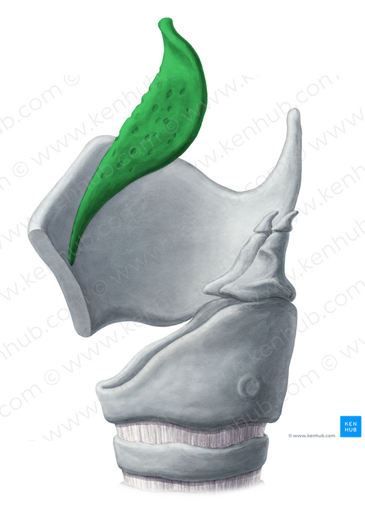 Epiglottic cartilage (#2497)