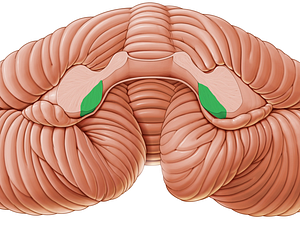 Inferior cerebellar peduncle (#7825)