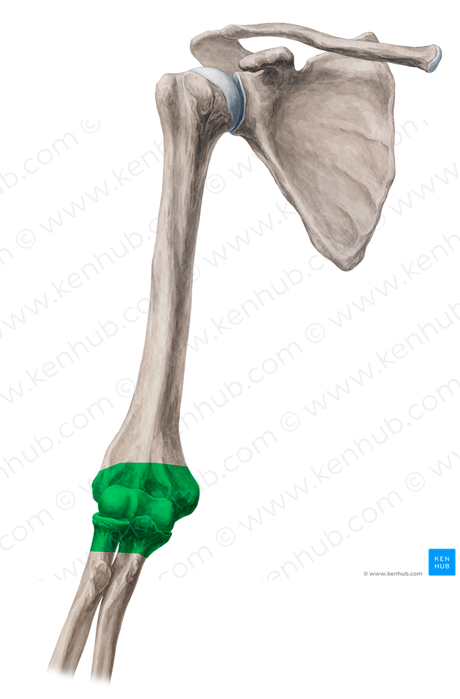 Elbow joint (#149)