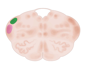 Posterior cochlear nucleus (#7182)