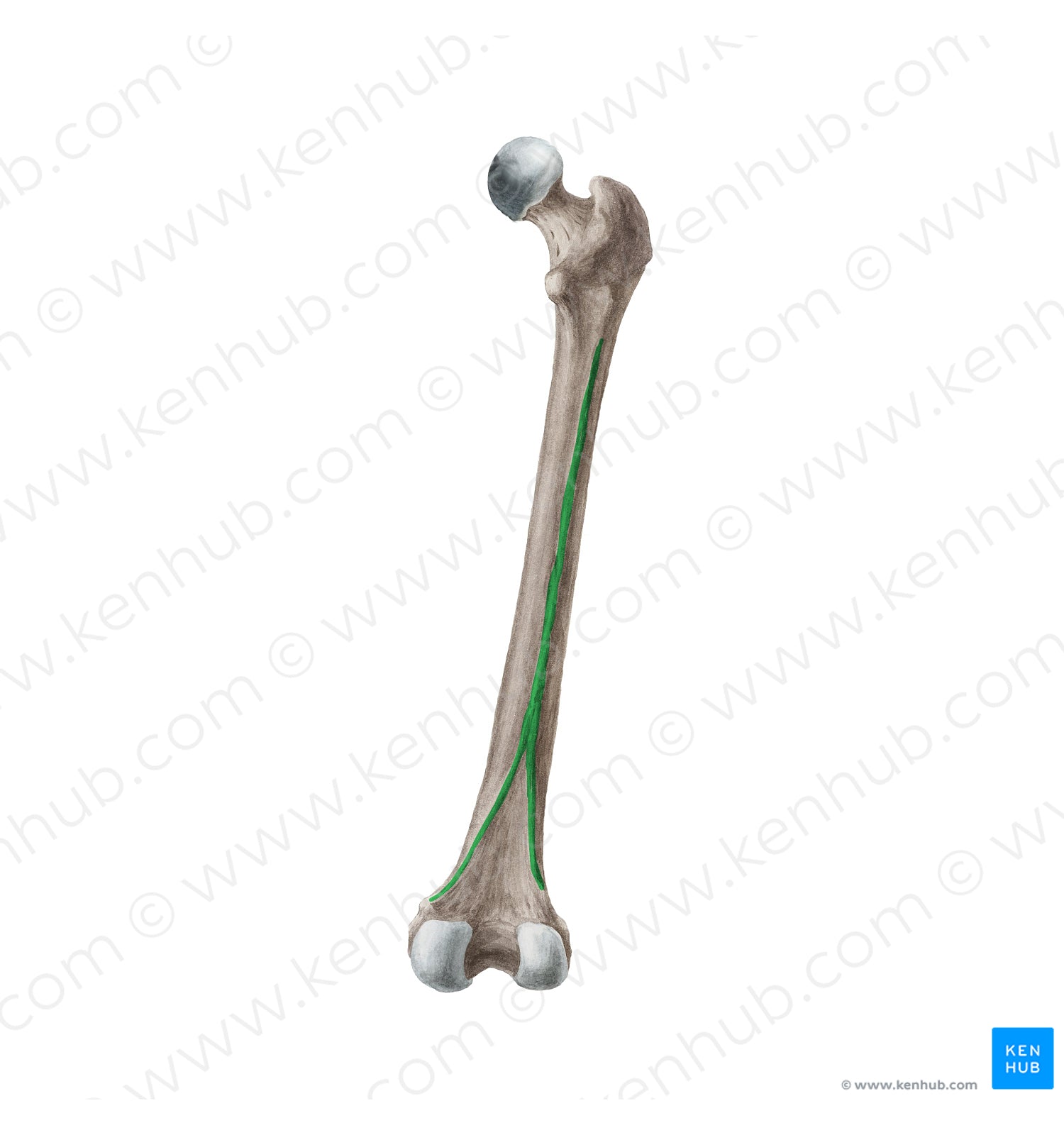 Linea aspera of femur (#4701)