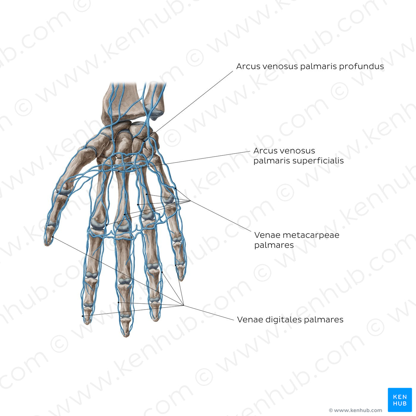 Veins of the hand: Palmar view (Latin)