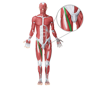 Sartorius muscle (#18738)