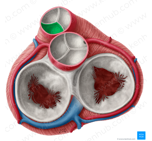 Left semilunar leaflet of pulmonary valve (#9927)