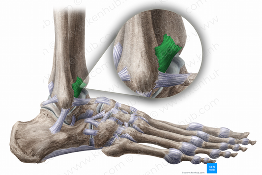 Anterior tibiofibular ligament (#11469)
