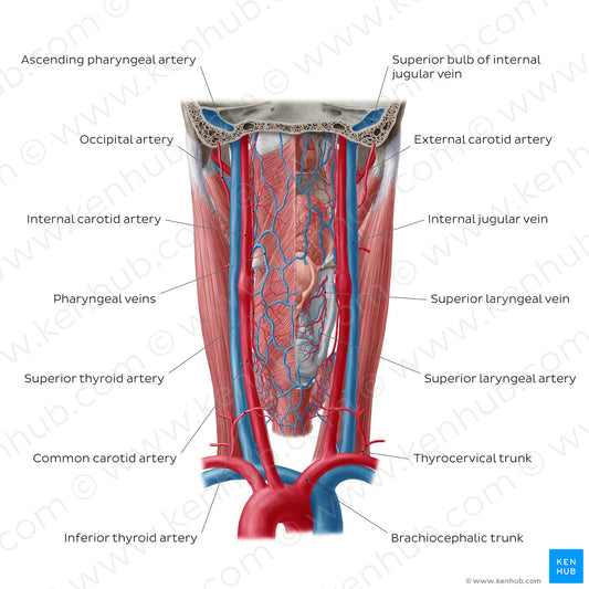 Blood vessels of the pharynx (English)