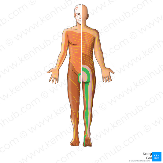 S2 dermatome (#20846)