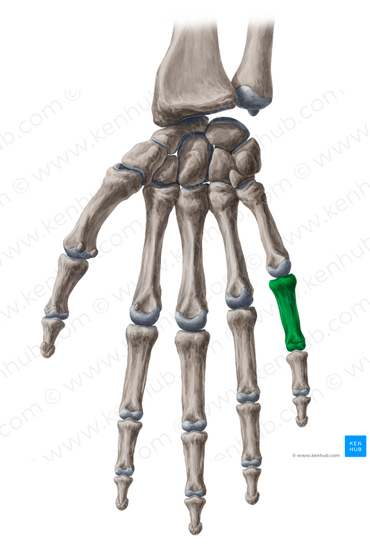 Proximal phalanx of 5th finger (#7932)