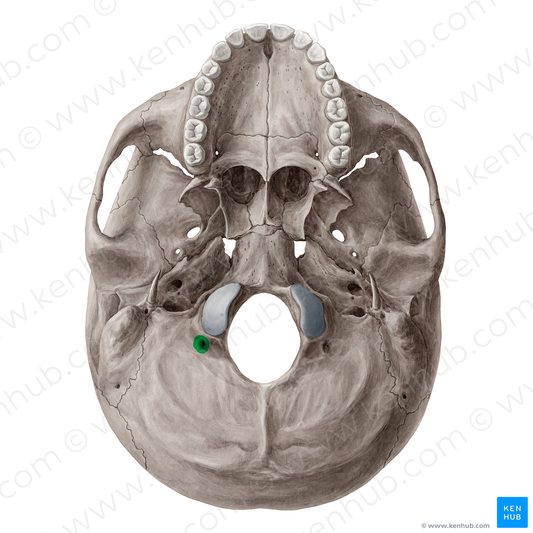 Condylar canal (#2317)