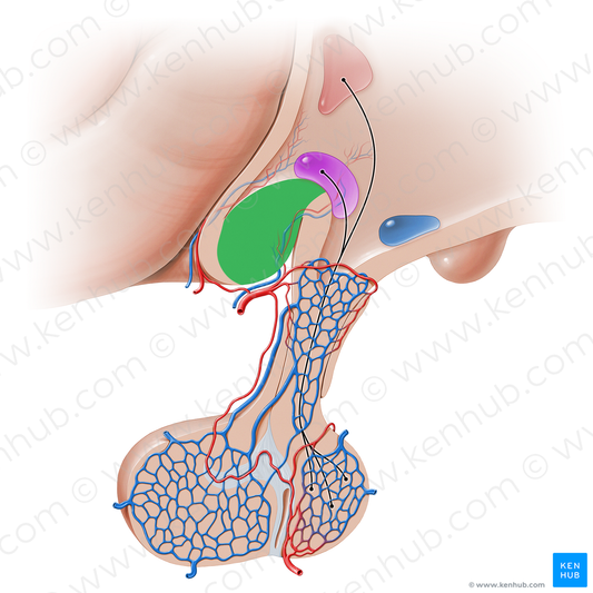 Optic chiasm (#16221)