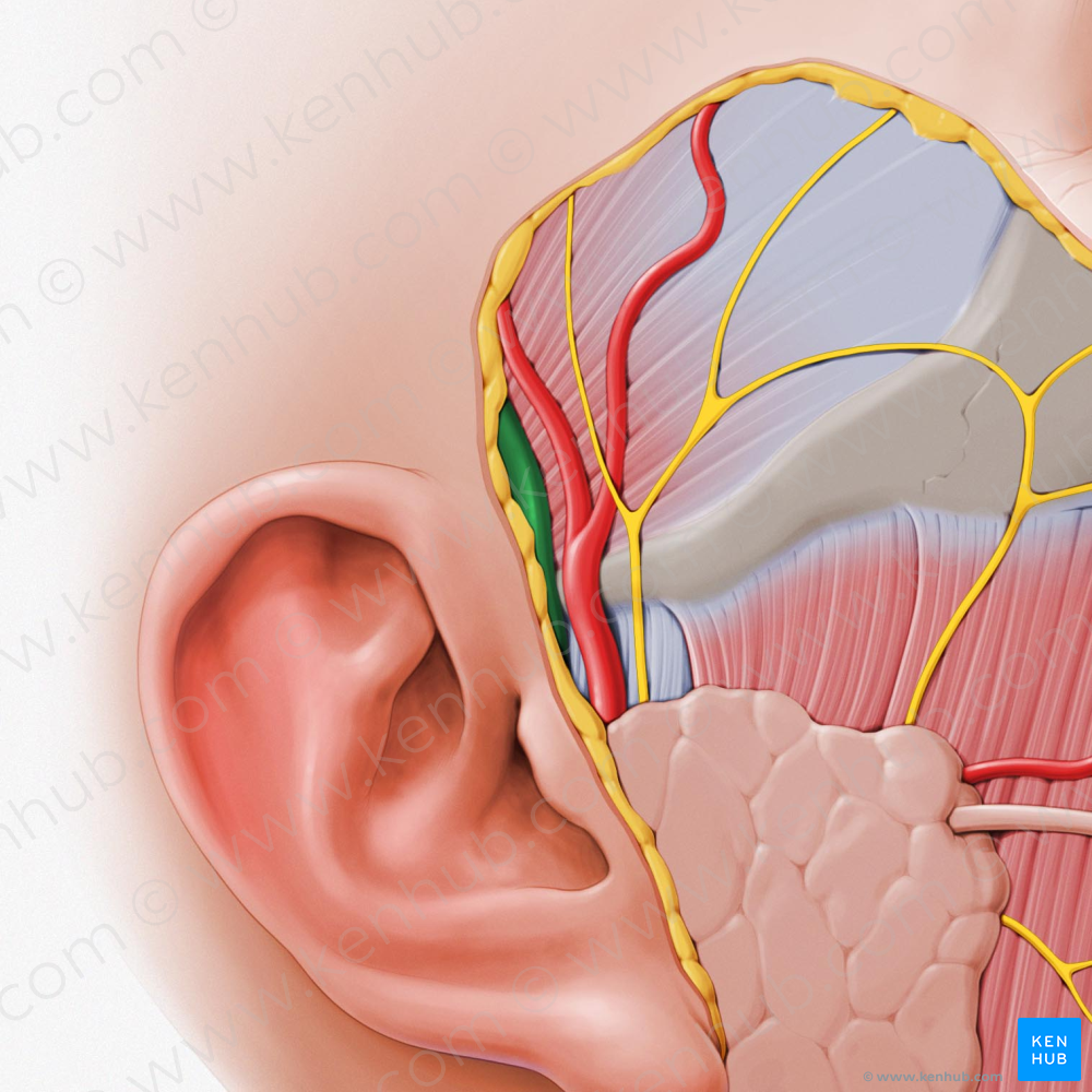 Superficial temporal vein (#10627)