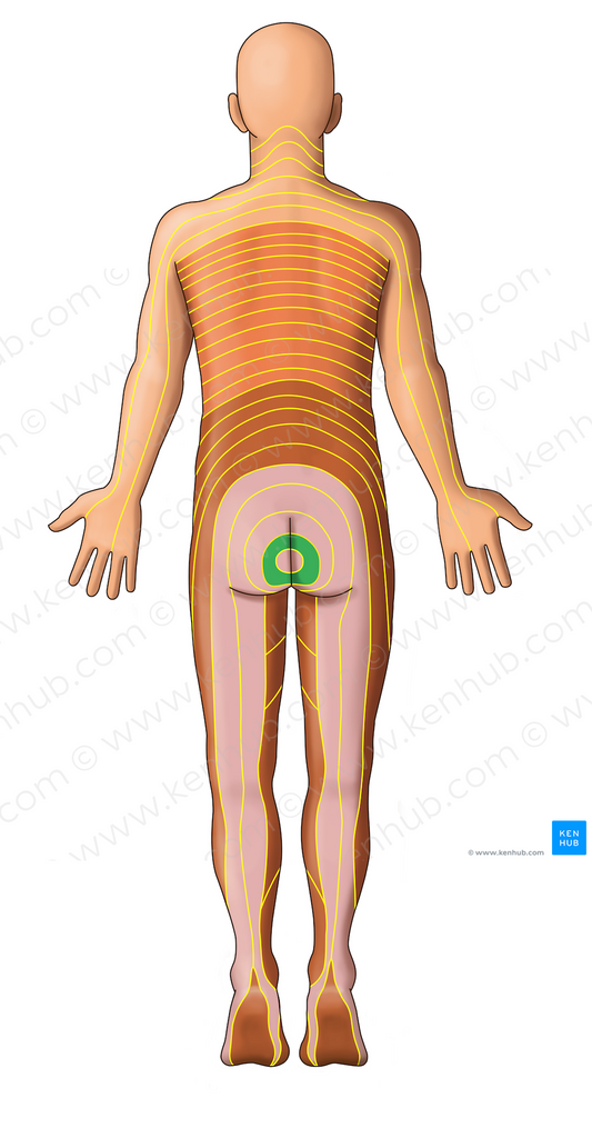 S4 dermatome (#13084)