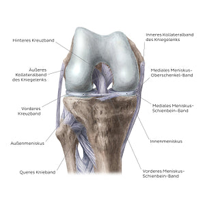 Knee joint: Intracapsular ligaments and menisci (anterior view) (German)