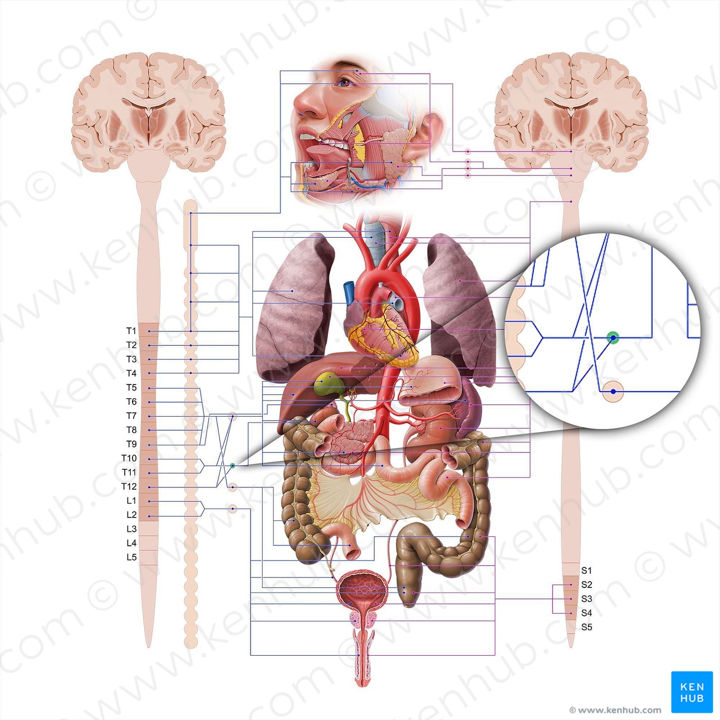 Aorticorenal ganglia (#18565)