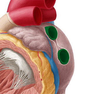 Left pulmonary veins (#10206)