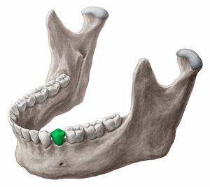 Mandibular left second premolar tooth (#12845)