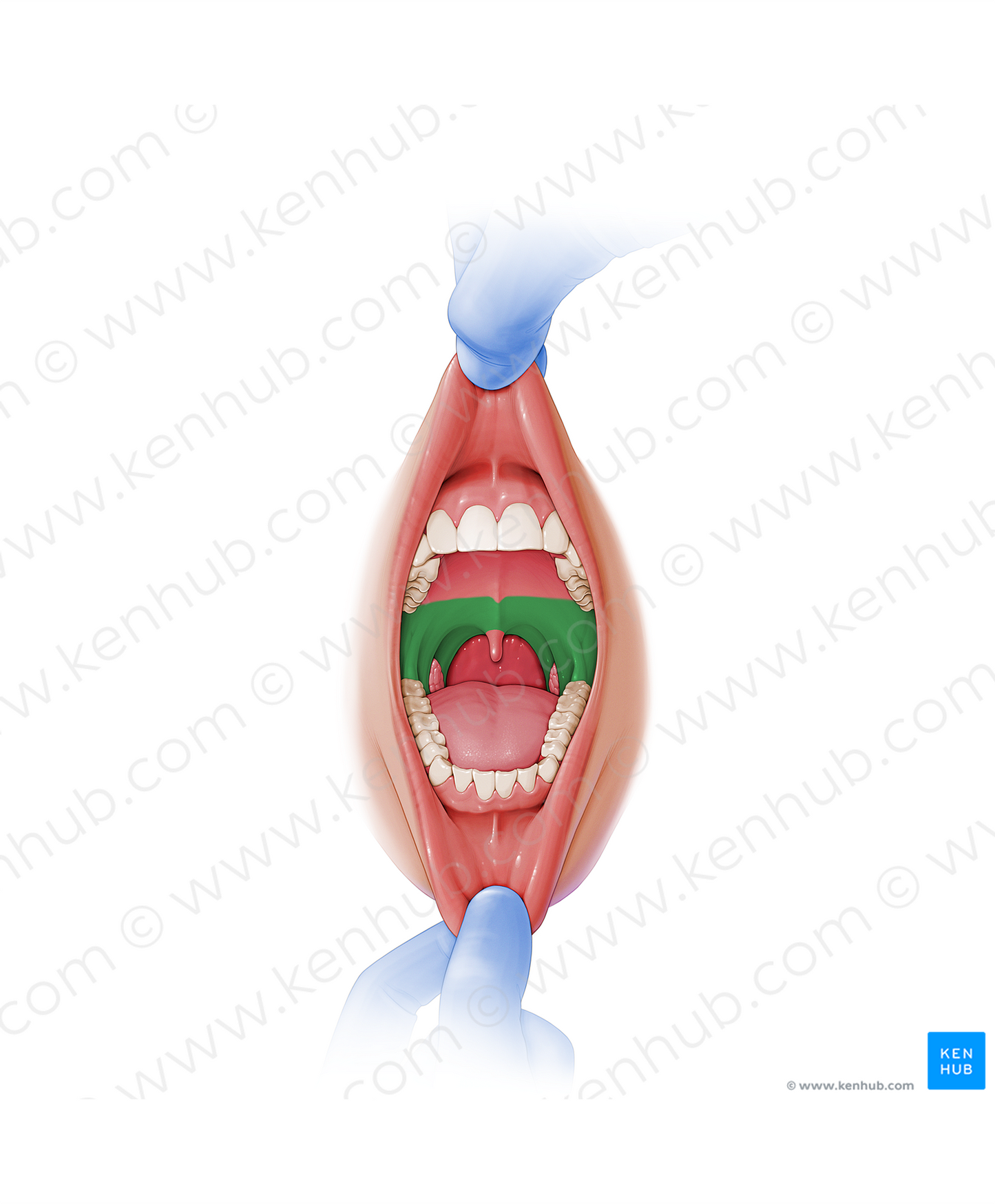 Soft palate (#7595)