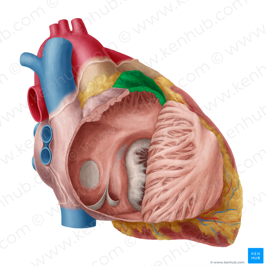 Right auricle of heart (#2123)