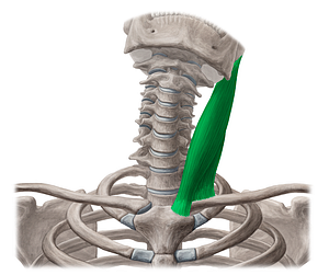 Sternocleidomastoid muscle (#6007)