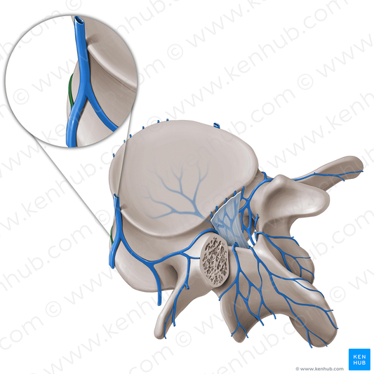 Radicular vein (#10518)