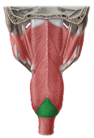 Cricopharyngeal part of inferior pharyngeal constrictor muscle (#7691)