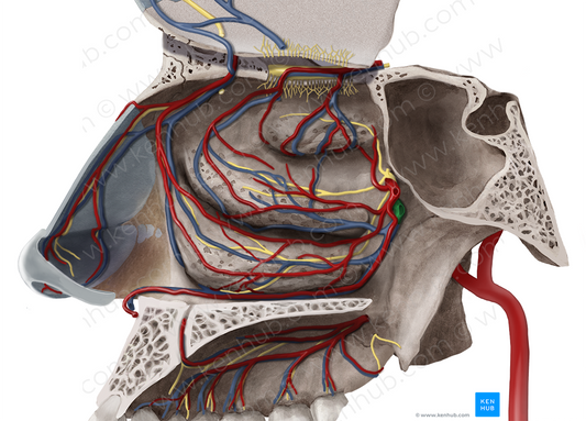 Sphenopalatine vein (#10576)