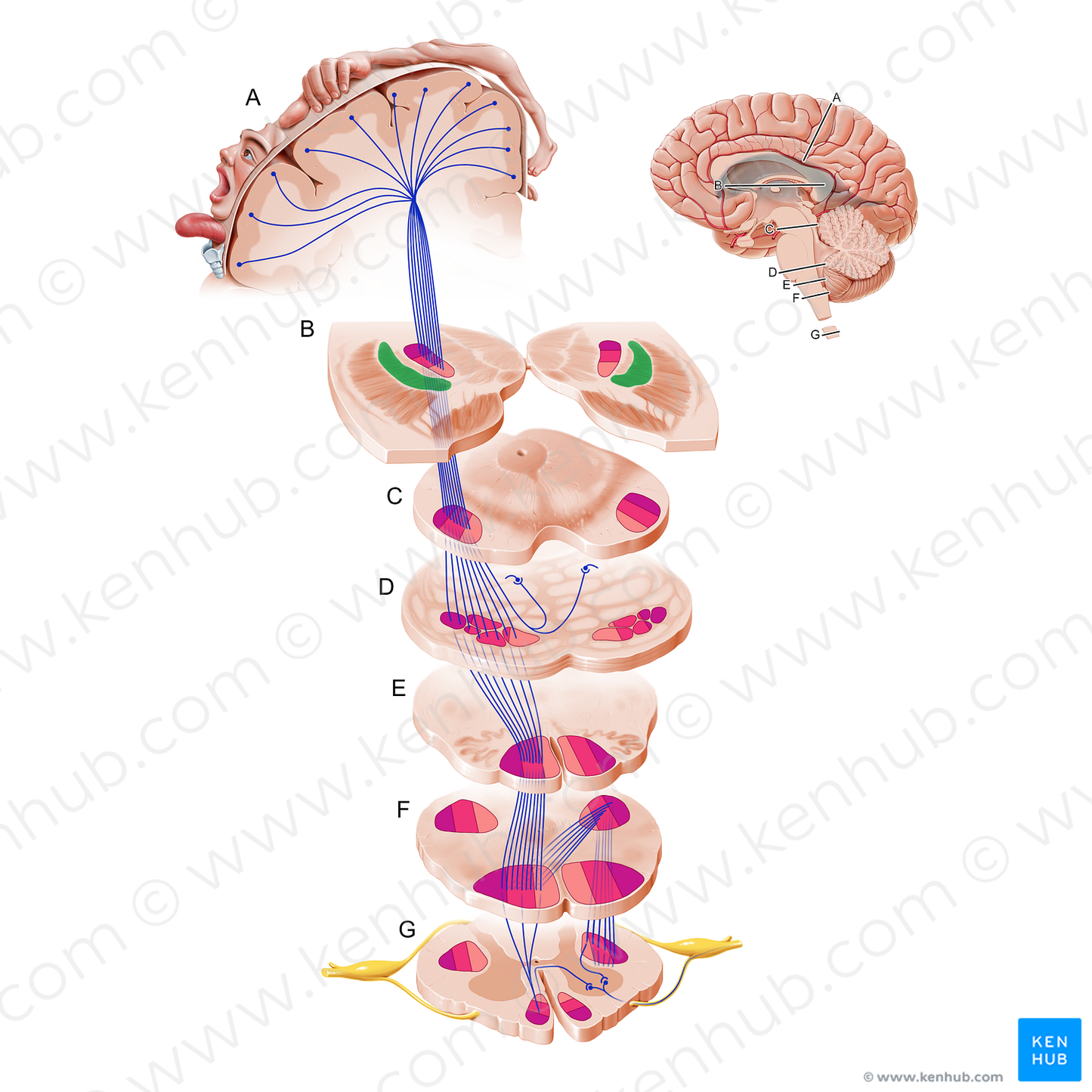 Lateral segment of globus pallidus (#19261)