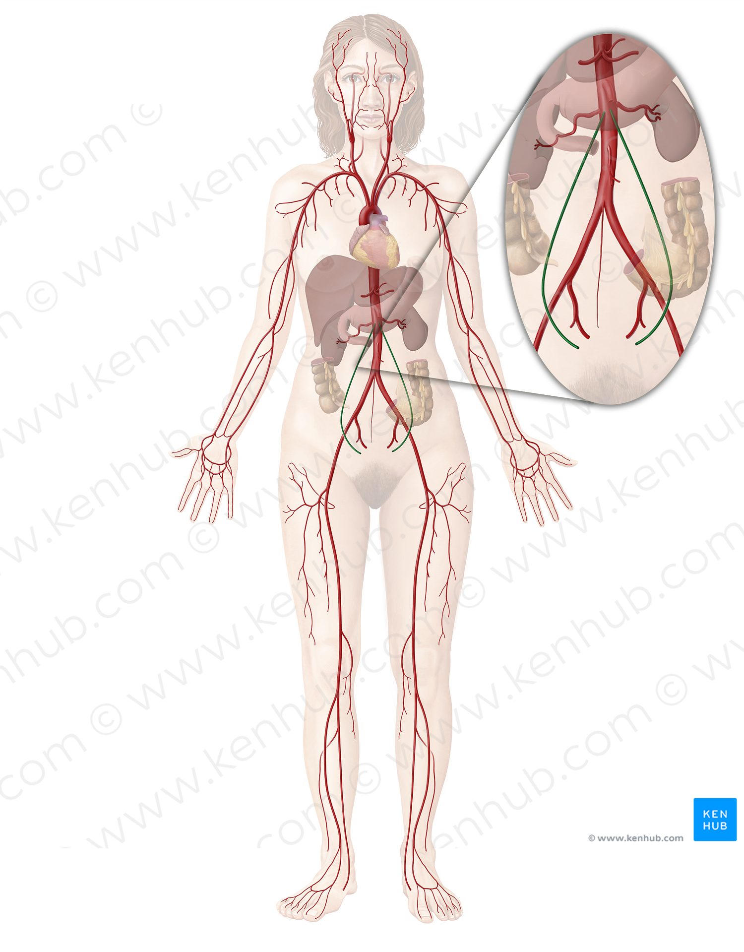 Ovarian artery (#1573)