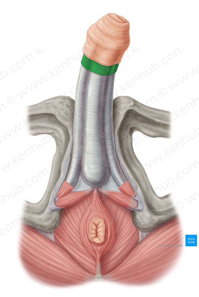 Subcutaneous tissue of penis (#3573)