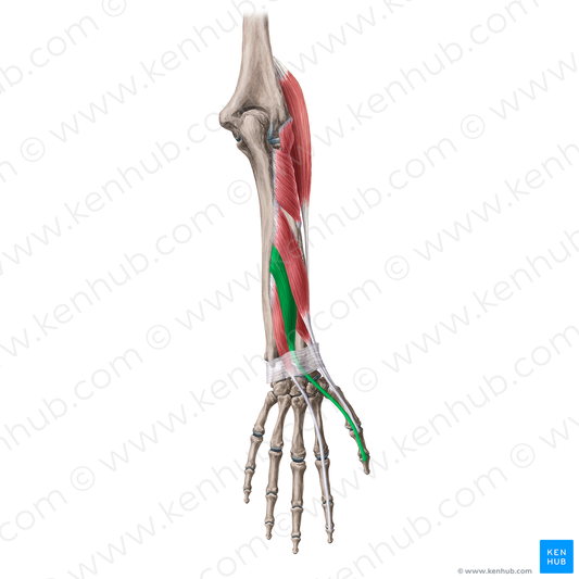 Extensor pollicis longus muscle (#20073)