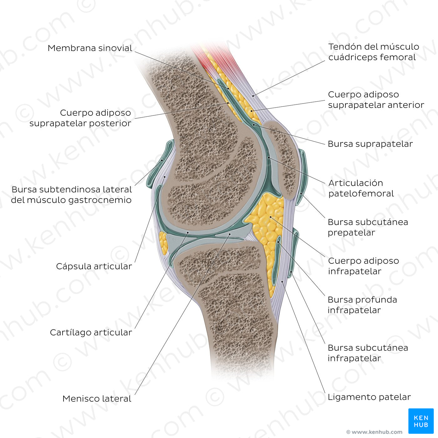 Knee joint - sagittal (Spanish)