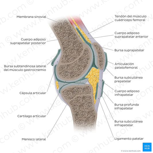 Knee joint - sagittal (Spanish)