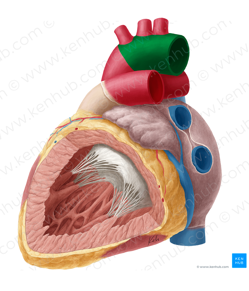 Aortic arch (#830)