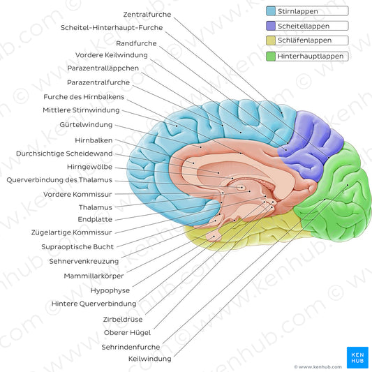 Medial view of the brain (German)