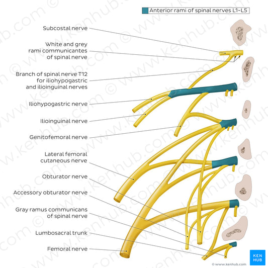 Lumbar plexus (English)