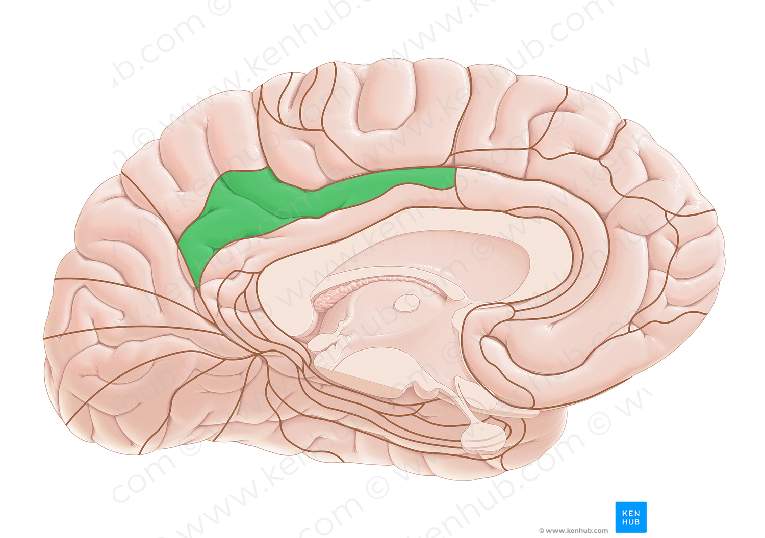 Brodmann area 31 (#17981)