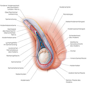 Scrotum and spermatic cord (German)
