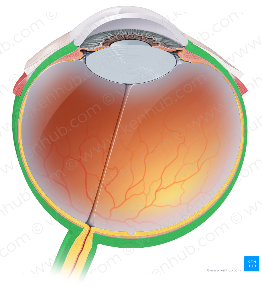 Sclera (#8968)