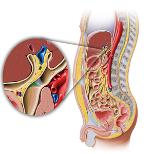 Proper hepatic artery (#1351)