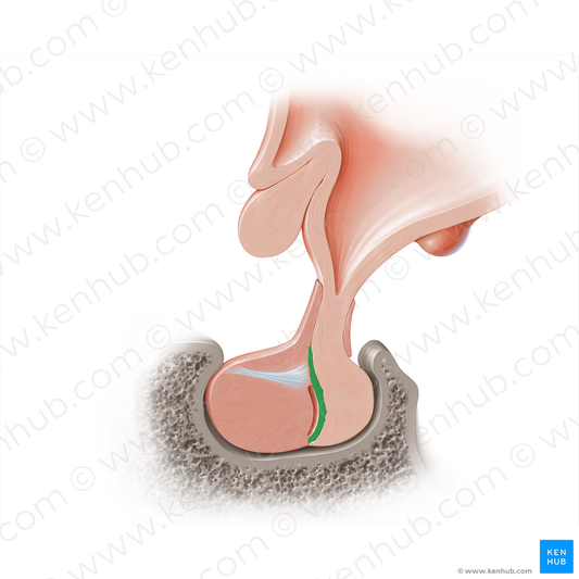 Pars intermedia of hypophysis (#18218)