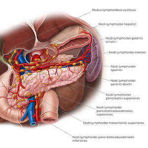 Lymphatics of the pancreas, duodenum and spleen (Latin)
