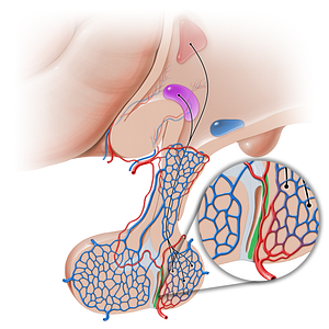 Pars intermedia of hypophysis (#16229)